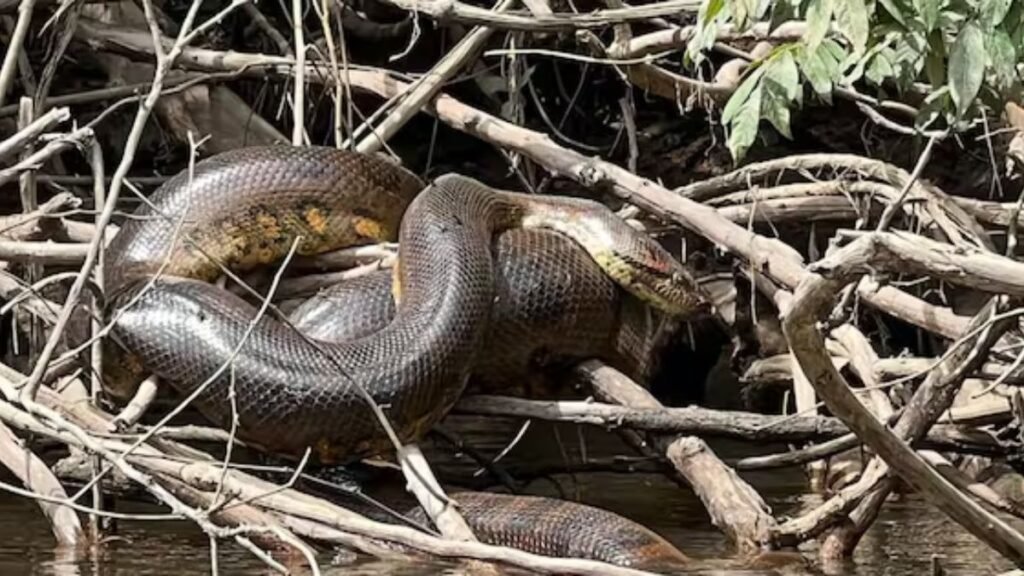 Amazon : A 7.5-metre giant anaconda never seen before is found during a Will Smith documentary shoot