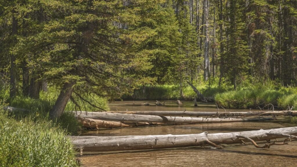 Helicópteros están arrojando troncos sobre ríos de Estados Unidos: más de 6.000 árboles con un objetivo vital