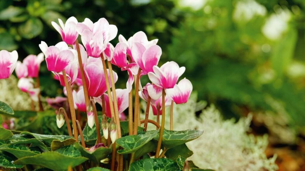 “Ho smesso di togliere sempre questa erbaccia” e il suolo è migliorato visibilmente 