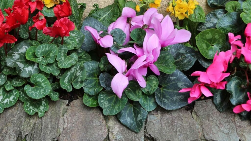 “Ho smesso di togliere sempre questa erbaccia” e il suolo è migliorato visibilmente 