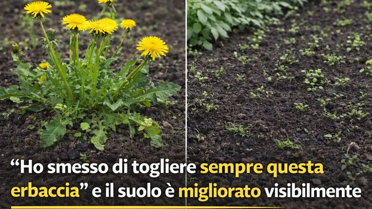 “Ho smesso di togliere sempre questa erbaccia” e il suolo è migliorato visibilmente